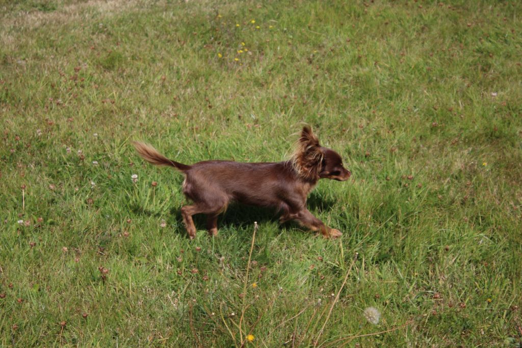 O'mahya De la prunelliere