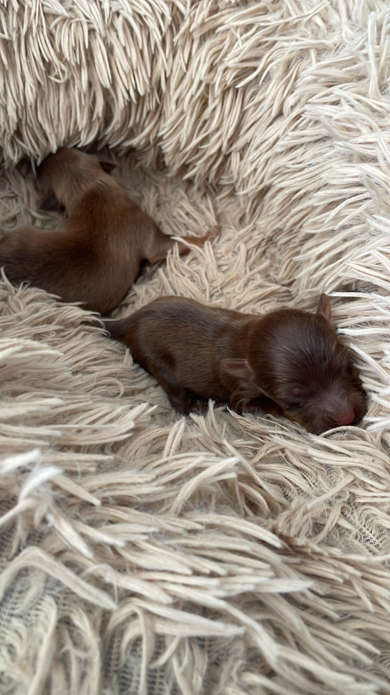 Chiot Russkiy Toy (Petit Chien Russe) Du Domaine De Fantasia