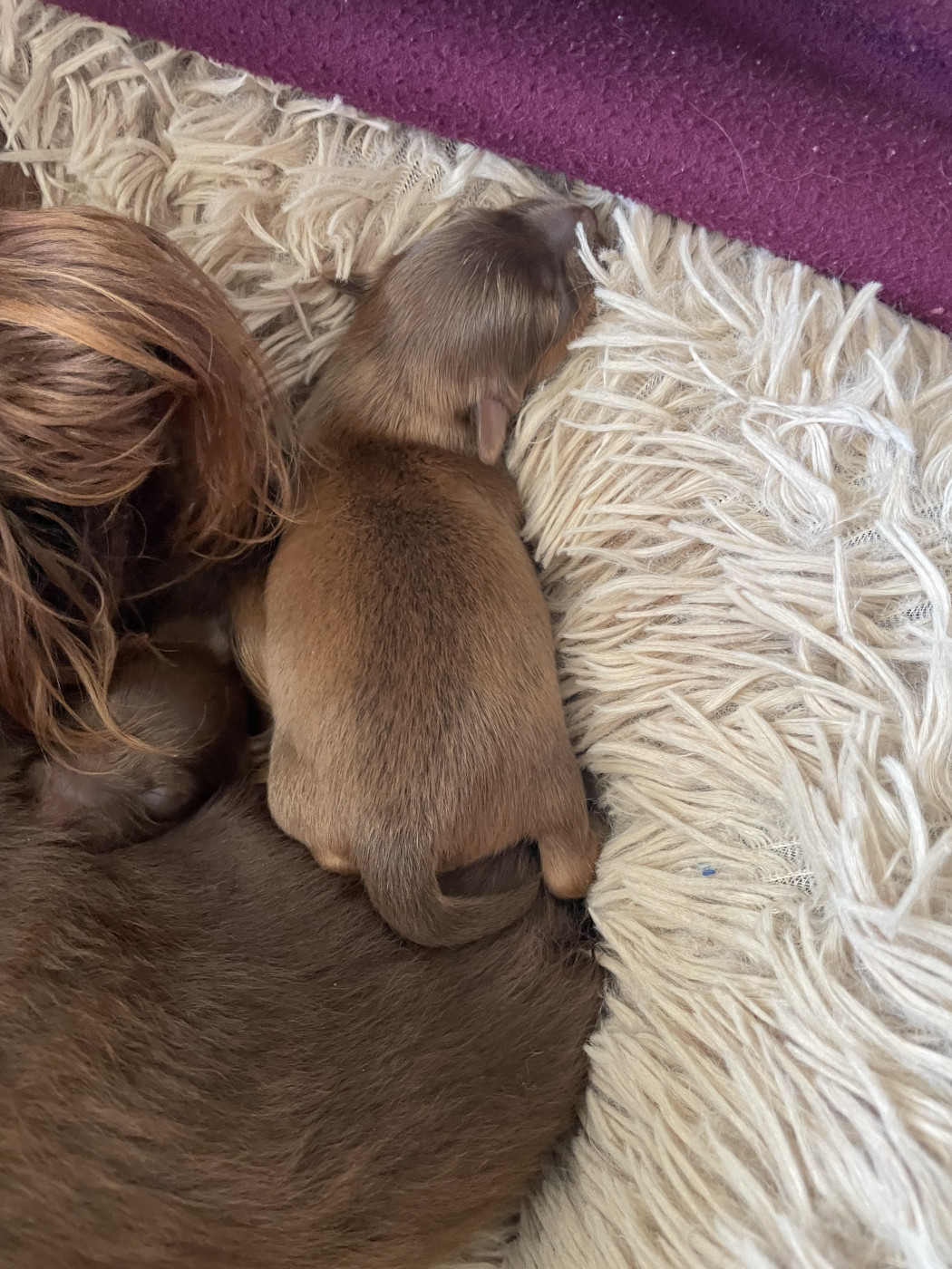 Du Domaine De Fantasia - Chiots disponibles - Russkiy Toy (Petit Chien Russe)